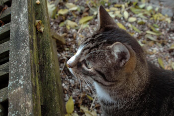 Katzen, die draußen unterwegs sind, müssen kastriert sein.