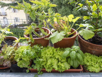 Positive Effekte haben schon kleine Begrünungen auf dem Balkon.